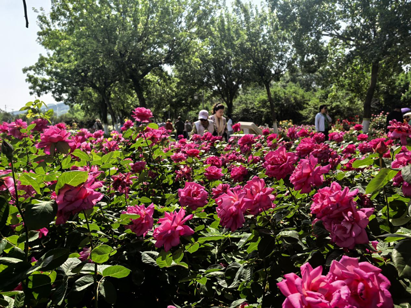 제36회 라이저우 월계화 축제, 문화·관광 융합의 새 청사진 제시